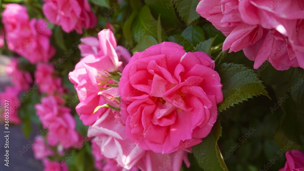 pink roses in garden pink roses in garden