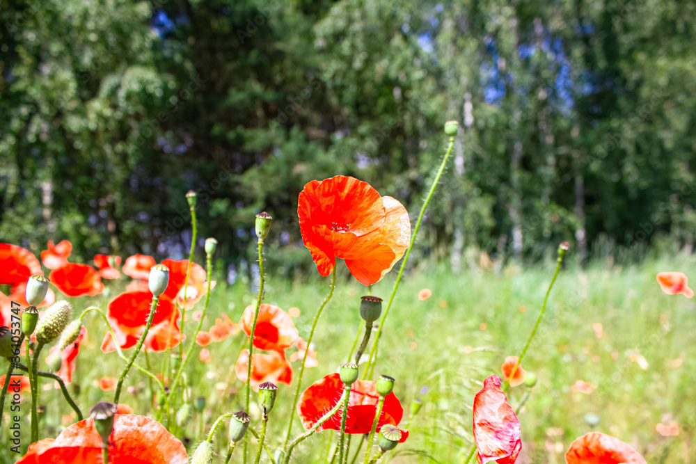 Close shot of blooming poppies on bokeh background Close shot of blooming poppies on bokeh background
