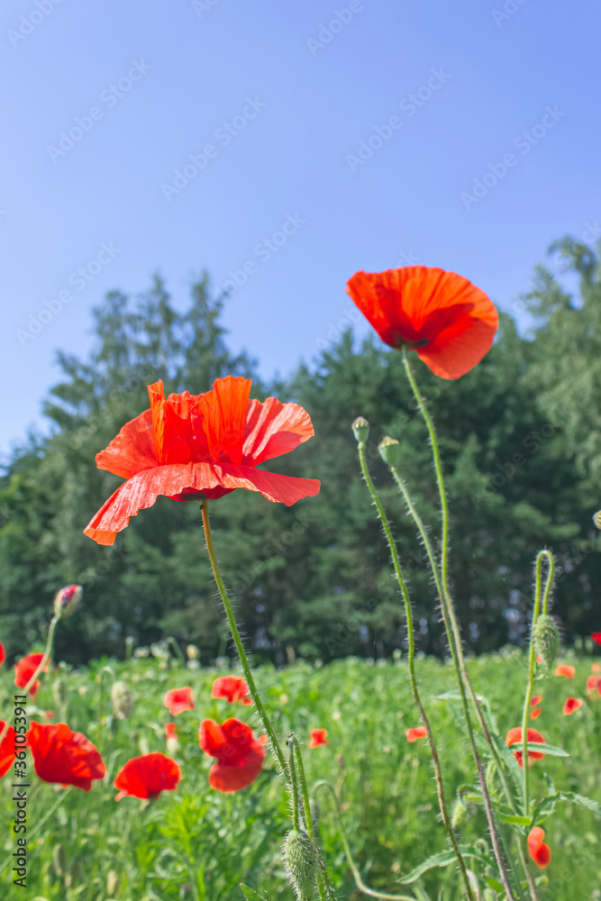 Obraz premium Close up shot of blooming poppies on bokeh background