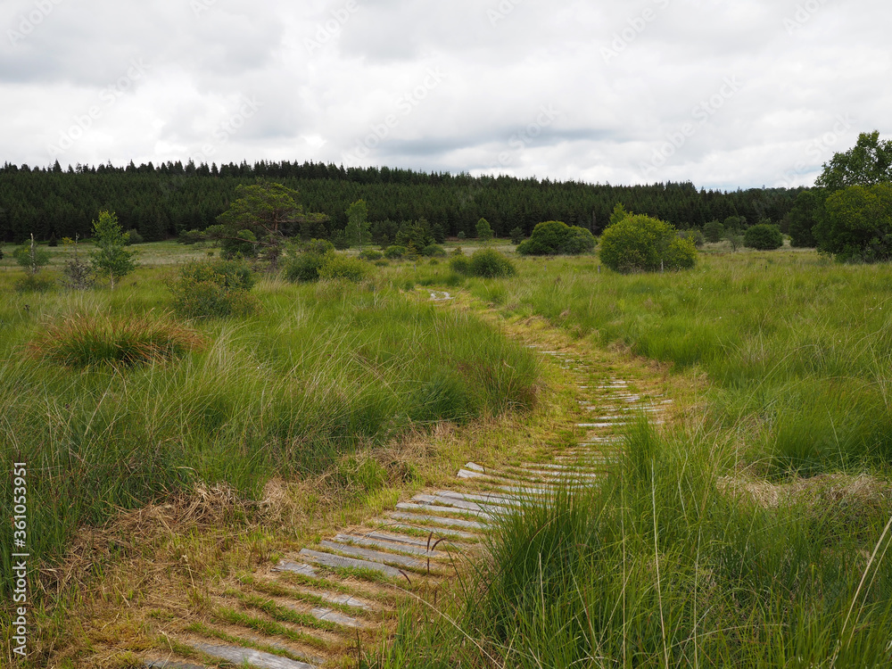 chemin dans la tourbière en été - Haute Corrèze