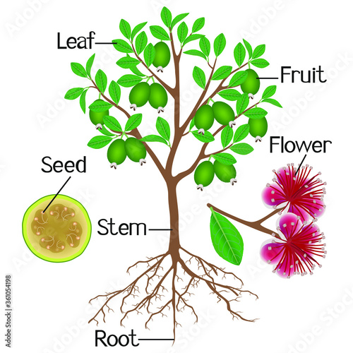 Parts of a feijoa plant on a white background.