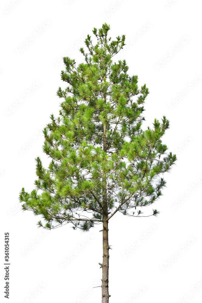 Green Pine, christmas tree isolated on white background, clipping path included,