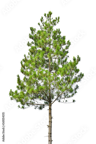 Green Pine  christmas tree isolated on white background  clipping path included 
