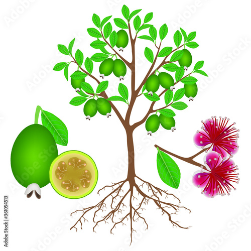 An illustration showing parts of a feijoa plant on a white background.