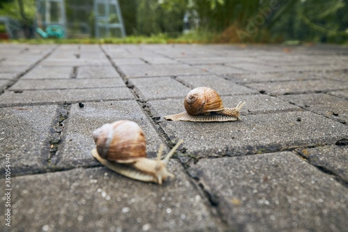 Two snails in garden