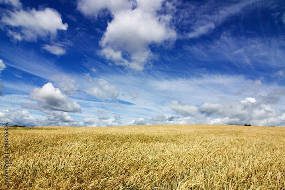 wheat field and blue cloudy sky, scenic landscape