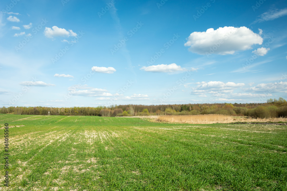 Green field, forest and white clouds on blue sky Green field, forest and white clouds on blue sky
