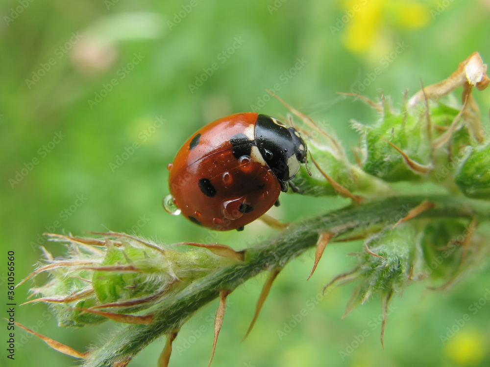 Ladybug in the rain natural droplets on ladybug Ladybug in the rain natural droplets on ladybug