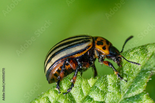 Colorado potato beetle eats potato leaves. Agricultural insects pests.