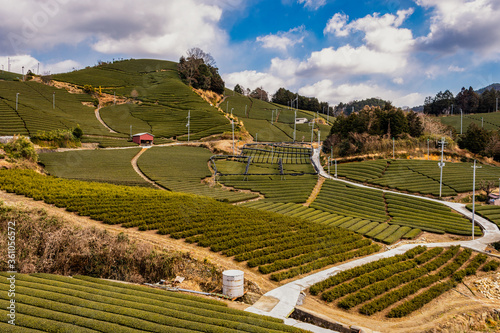 Ishidera Tea Fields of Green Uji Tea plantation in Wazuka town in Kyoto prefecture of Japan photo