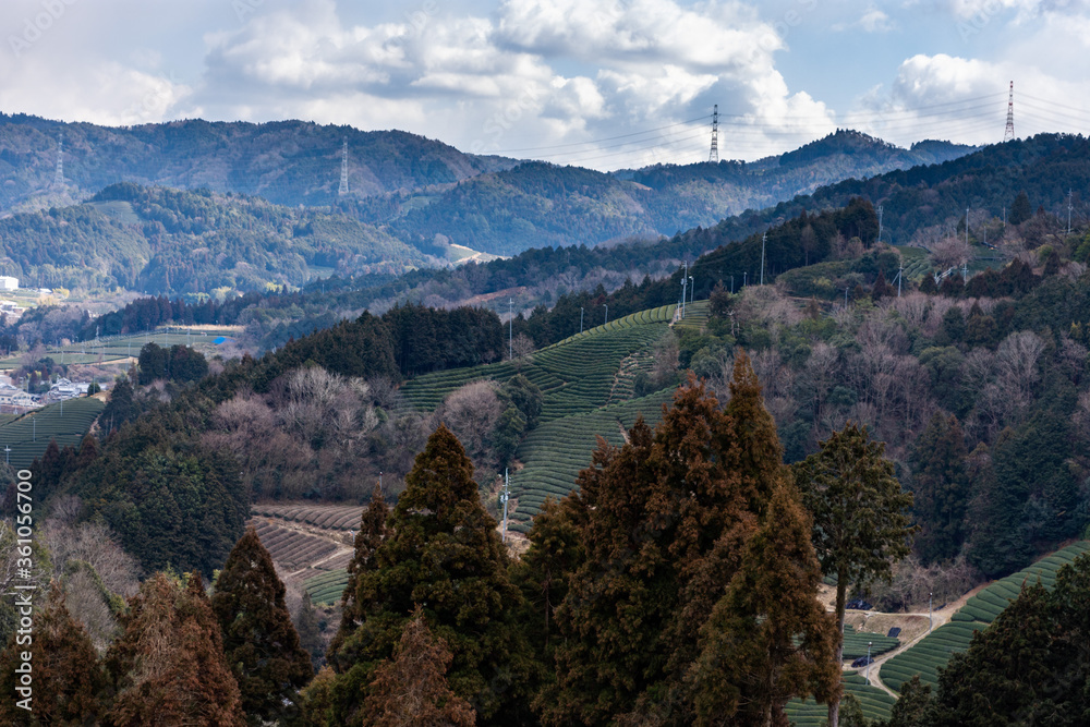 Ishidera Tea Fields of Green Uji Tea plantation in Wazuka town in Kyoto prefecture of Japan Ishidera Tea Fields of Green Uji Tea plantation in Wazuka town in Kyoto prefecture of Japan