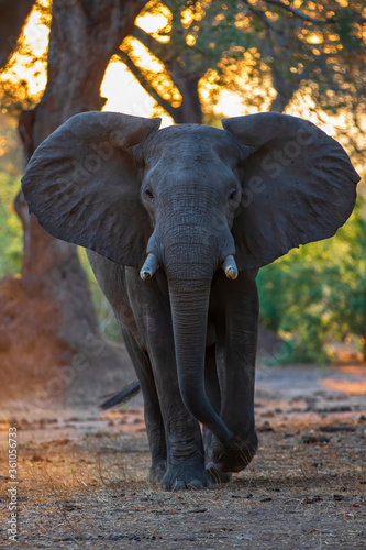 Elephant bull walking in Mana Pools National Park in Zimbabwe