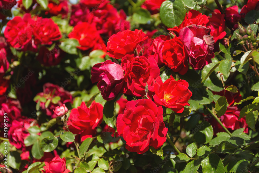 Flower banner of bright red Bush roses. Bright summer floral background. Sunny rose Bush. Bright blooming garden roses close-up. Landscaping of parks and squares. Flower banner of bright red Bush roses. Bright summer floral background. Sunny rose Bush. Bright blooming garden roses close-up. Landscaping of parks and squares.