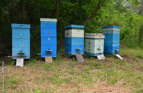 Beekeeping at the apiary with blue painted wooden beehives, langstroth hives with honey bee nests in the forest clearing to collect nectar and pollen for honey.