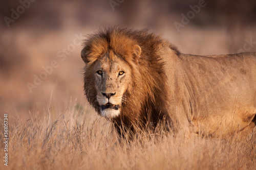 Horizontal half body shot of a beautiful male lion standing amongst tall dry grass