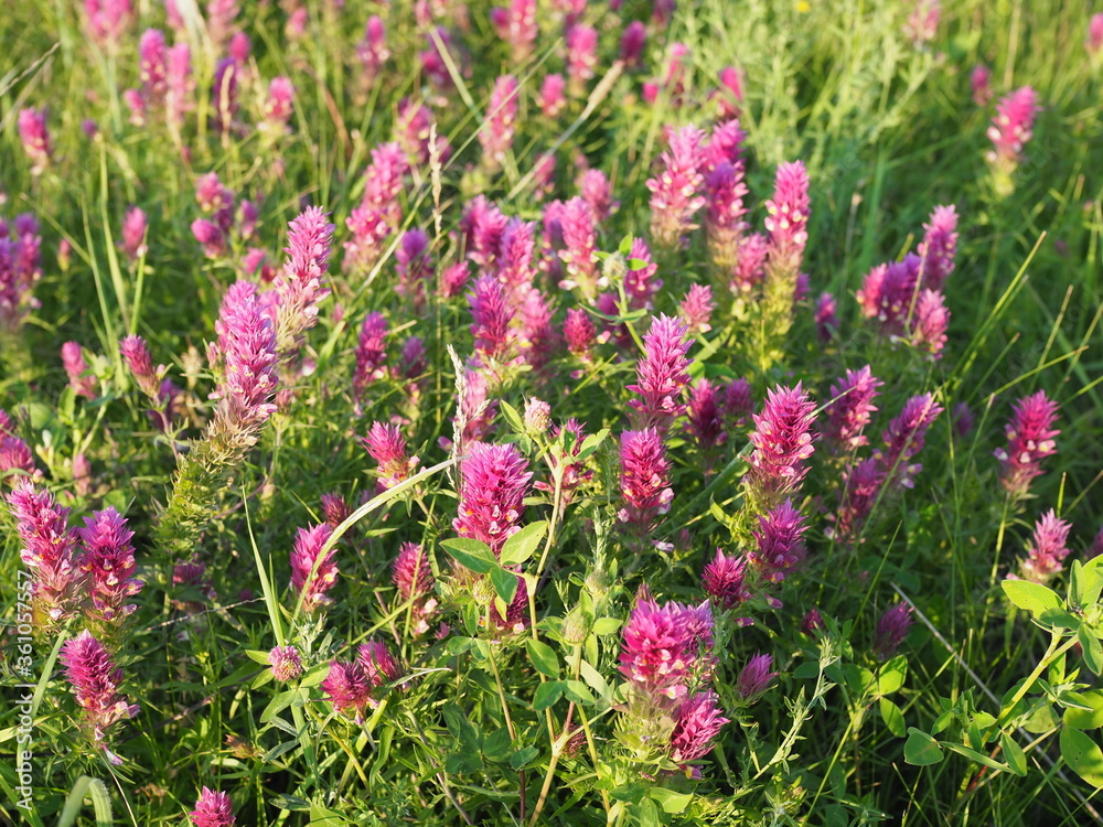 Fototapeta premium Flowering field cow-wheat. Melampyrum arvense . beautiful wildflowers at sunset in June