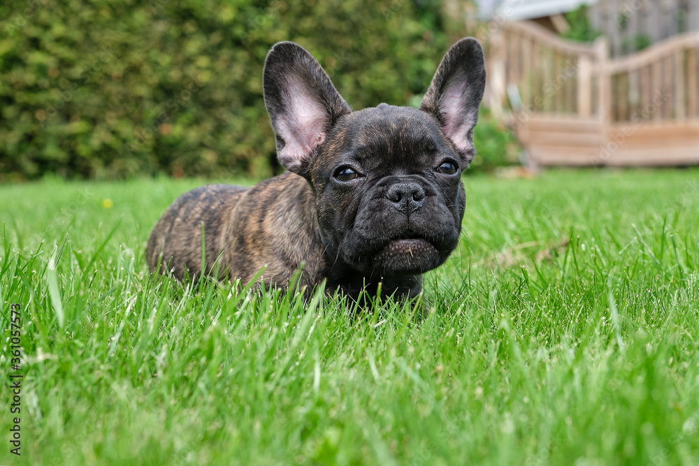 A cute adorable brown and black French Bulldog Dog is lying in the grass with a cute expression in the wrinkled face