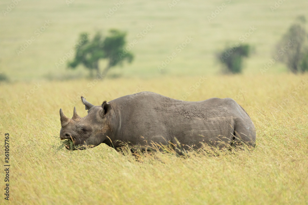 One adult black rhino browsing standing in tall grass in Masai Mara One adult black rhino browsing standing in tall grass in Masai Mara