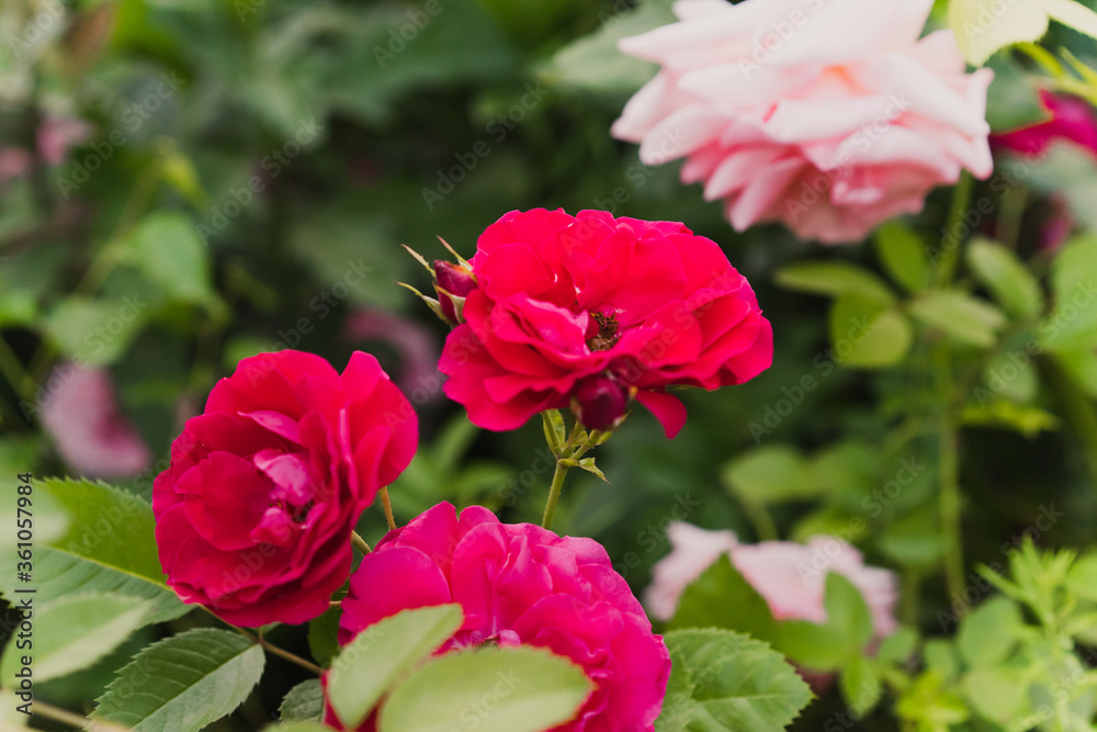 Red wild rose in the garden. Pink roses background. Red wild rose in the garden. Pink roses background.