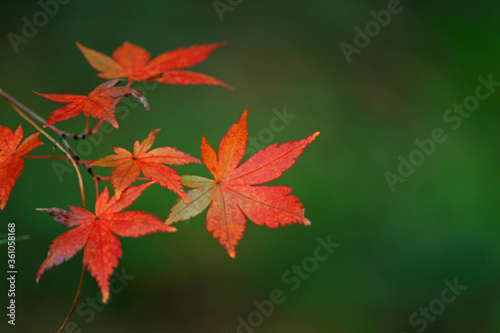 Close up photo of a maple leaf that turned red in autumn season