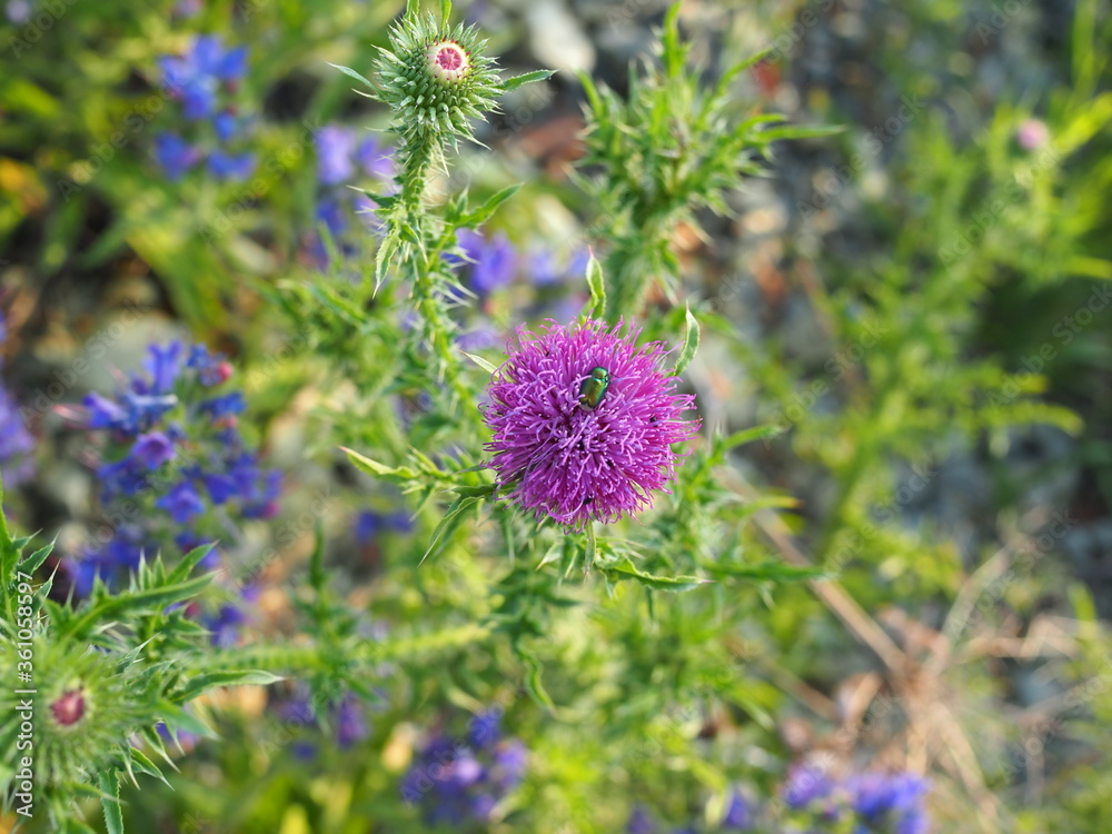 bright green beetle sits on a Thistle flower on a summer evening at sunset in the sun bright green beetle sits on a Thistle flower on a summer evening at sunset in the sun
