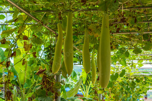 calabash tree photo