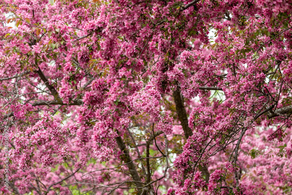 Spring flowering trees in the botanical garden