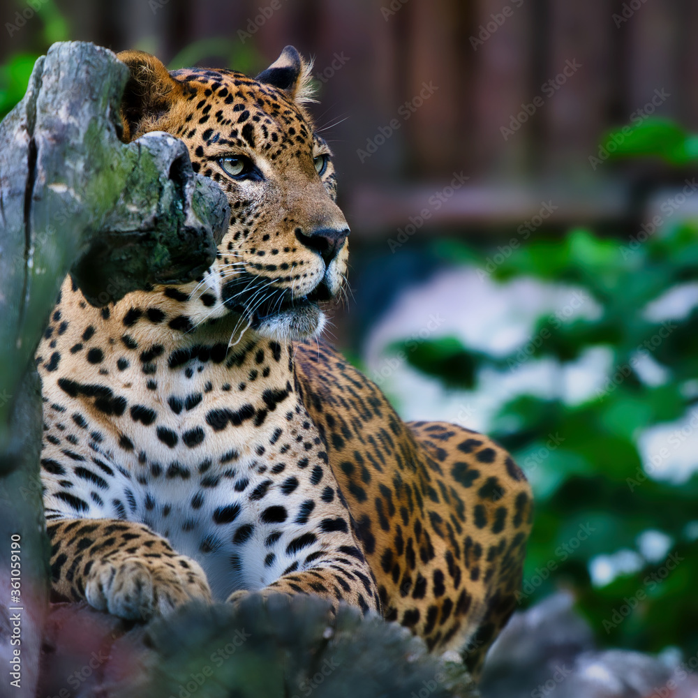 Naklejka premium Beautiful cute jaguar lies and rests