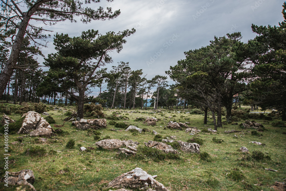 Pine forest with stones in a cloudy day in Galicia, north of Spain.