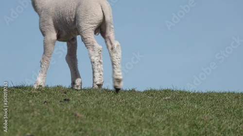 cute white sheep lamb lying on the meadow in the nature, get up and run away