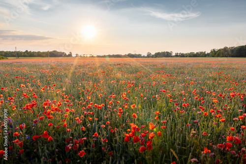 Fields of poppy