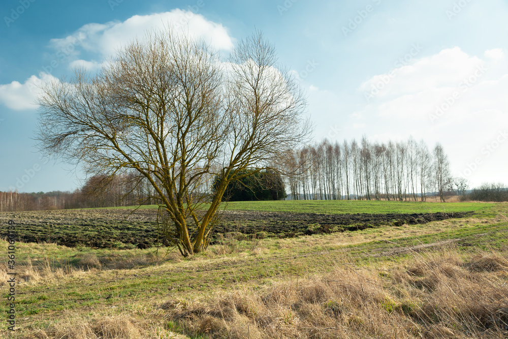 Tree without leaves and fields in spring sunlight Tree without leaves and fields in spring sunlight