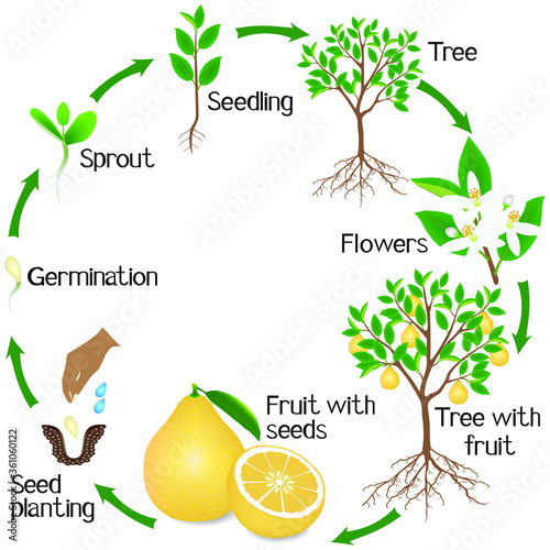 A growth cycle of a pomelo tree on a white background.