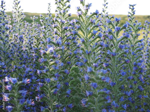 Meadow with blue flowers of the blueweed . Viper's Bugloss, Blueweed, Echium vulgare