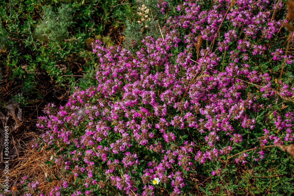 Beautiful blooming wild thyme herb - Thymus serpyllum, growing on the meadow in the forest. Beautiful blooming wild thyme herb - Thymus serpyllum, growing on the meadow in the forest.