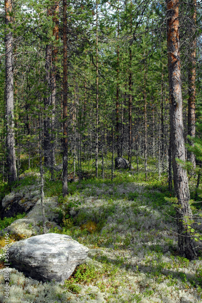 Forest landscape with stones, trees and moss. Republic of Karelia, Russia. Forest landscape with stones, trees and moss. Republic of Karelia, Russia.