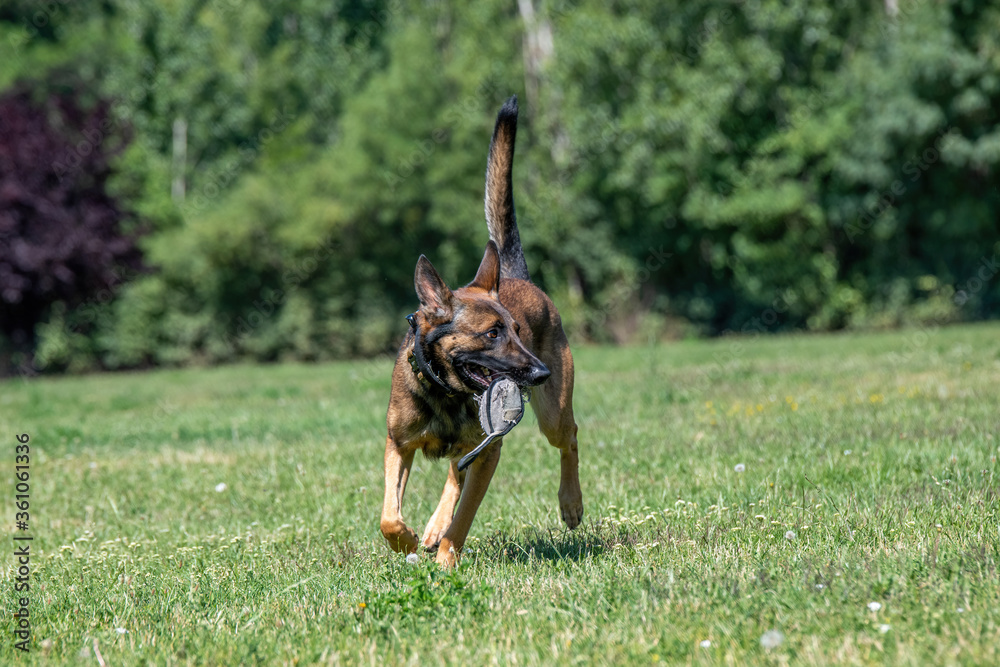 Belgian Shepherd Running Through the Grass. Selective focus on the dog
