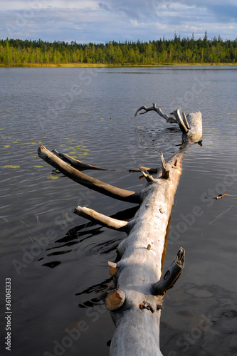Scenic landscape with log in the lake. Keret river, Karelia, Russia. photo