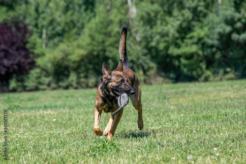 Belgian Shepherd Running Through the Grass. Selective focus on the dog © popovj2