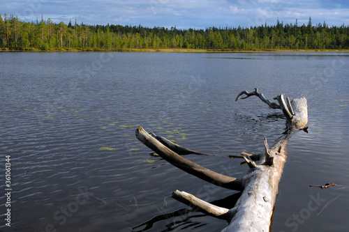 Scenic landscape with log in the lake. Keret river, Karelia, Russia. photo