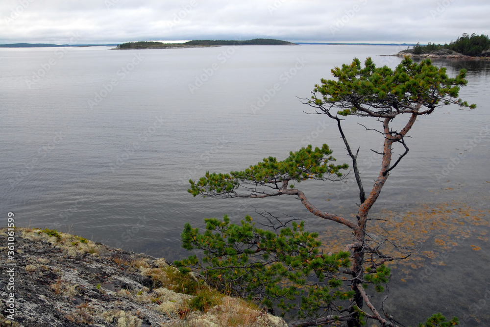 Karelian landscape. Lonely pine on the bank of Kandalaksha Gulf of White Sea. Republic of Karelia, Russia.