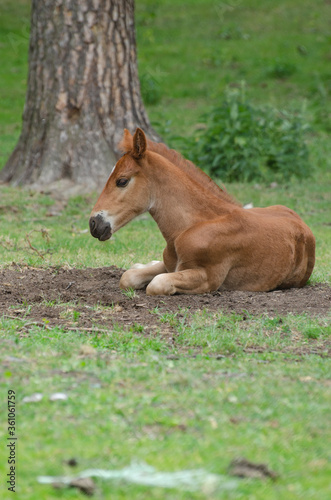 small foal on a farm in summer