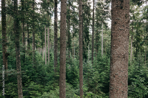 Im Schwarzwald