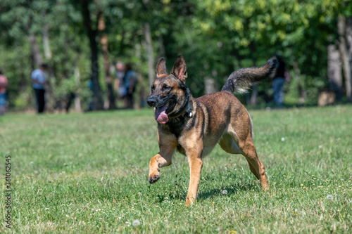 Belgian Shepherd Running Through the Grass. Selective focus on the dog