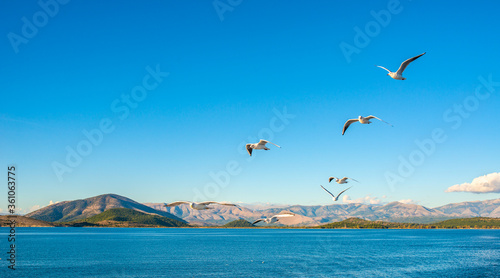 Seagulls flying above Ionian sea.