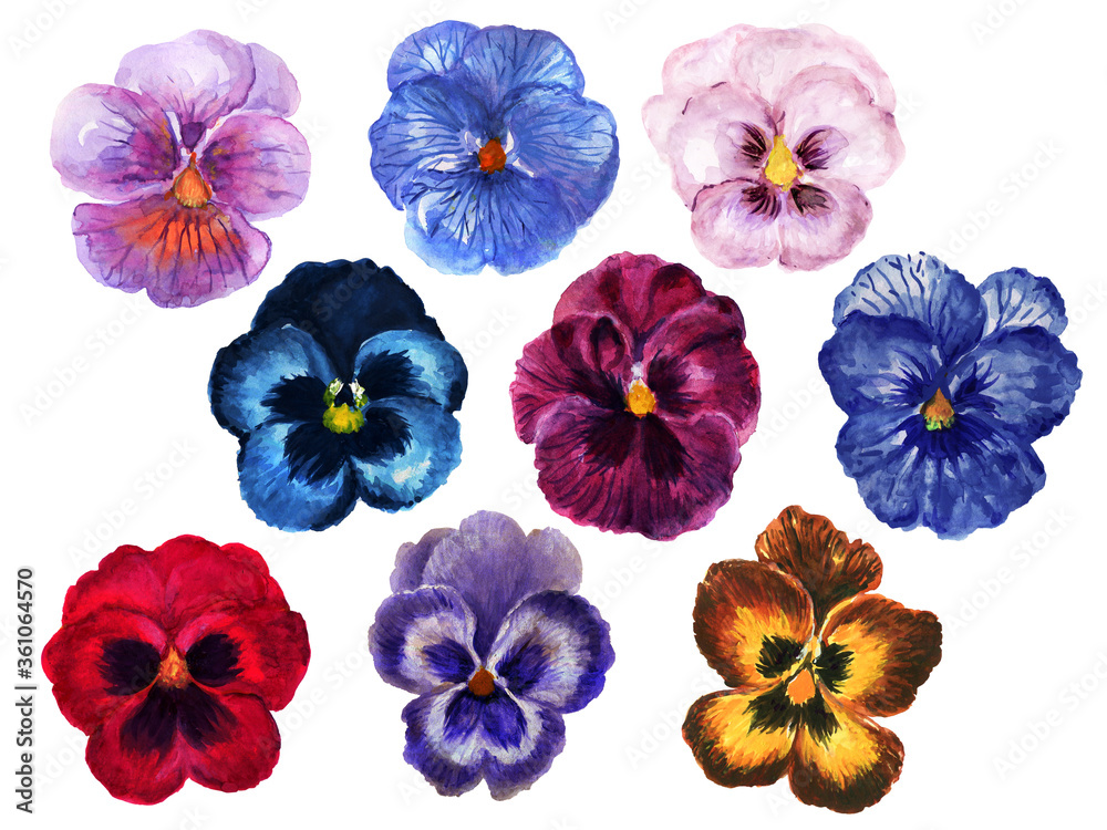 Hand painted floral pansy botanical blossom deep color and light navy wine burgundy red pink purple blue brown  element set