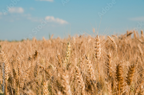 Barley field on blue sky 