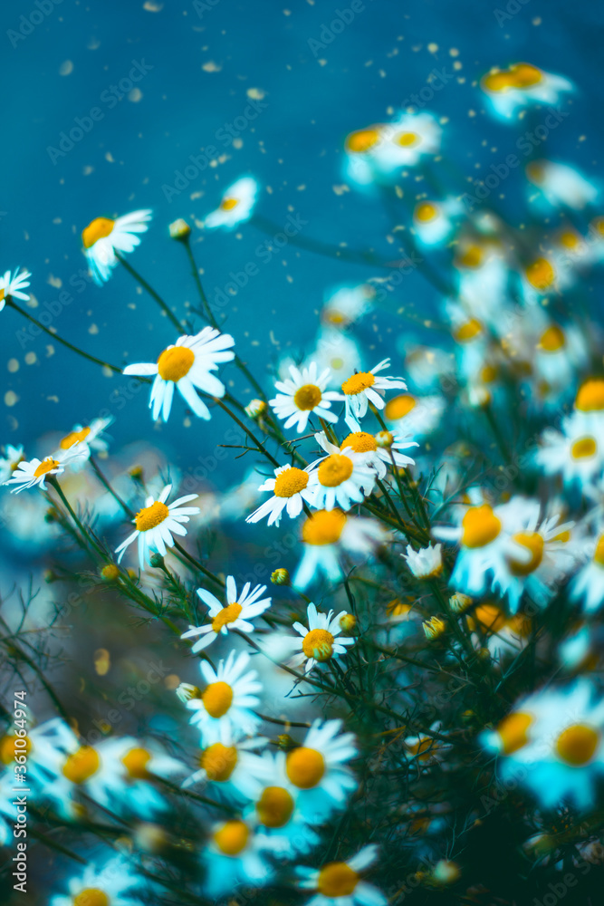 selective soft focus camomile flowers on a blurred background, summertime magic poster