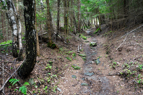 Wald mit Waldweg