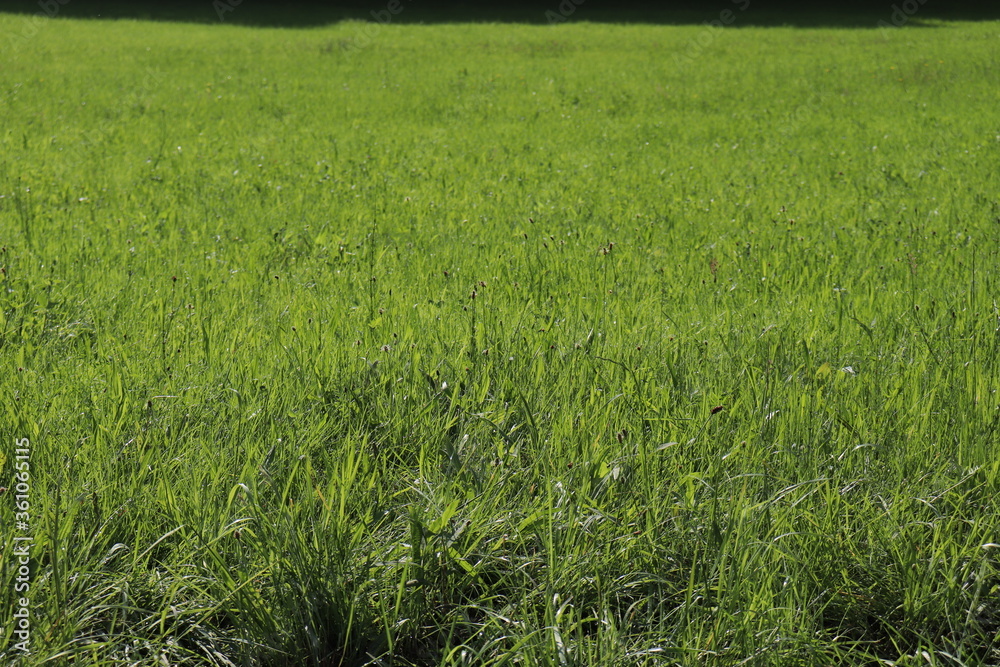 green grass field green grass field